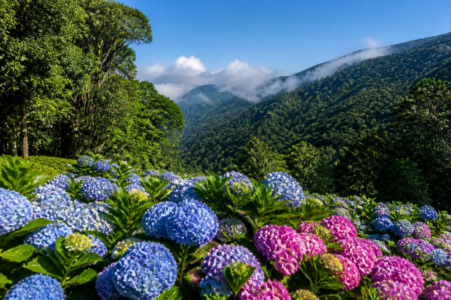 Vale da serra no verão verde e florido, céu limpo com nuvens baixas e jardim com hortênsias